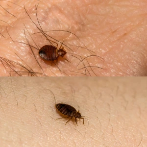 Bed Bugs Control