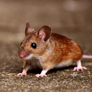 Rodent Control